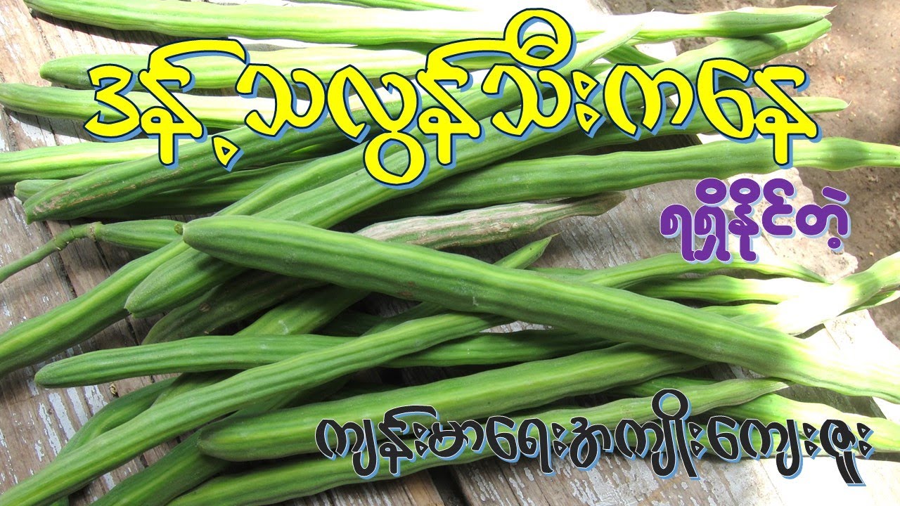 ဒန့်သလွန်သီး ရဲ့အကျိုးအာနိသင် (၁၅) မျိုး   I   Health Benefits of Drumstick