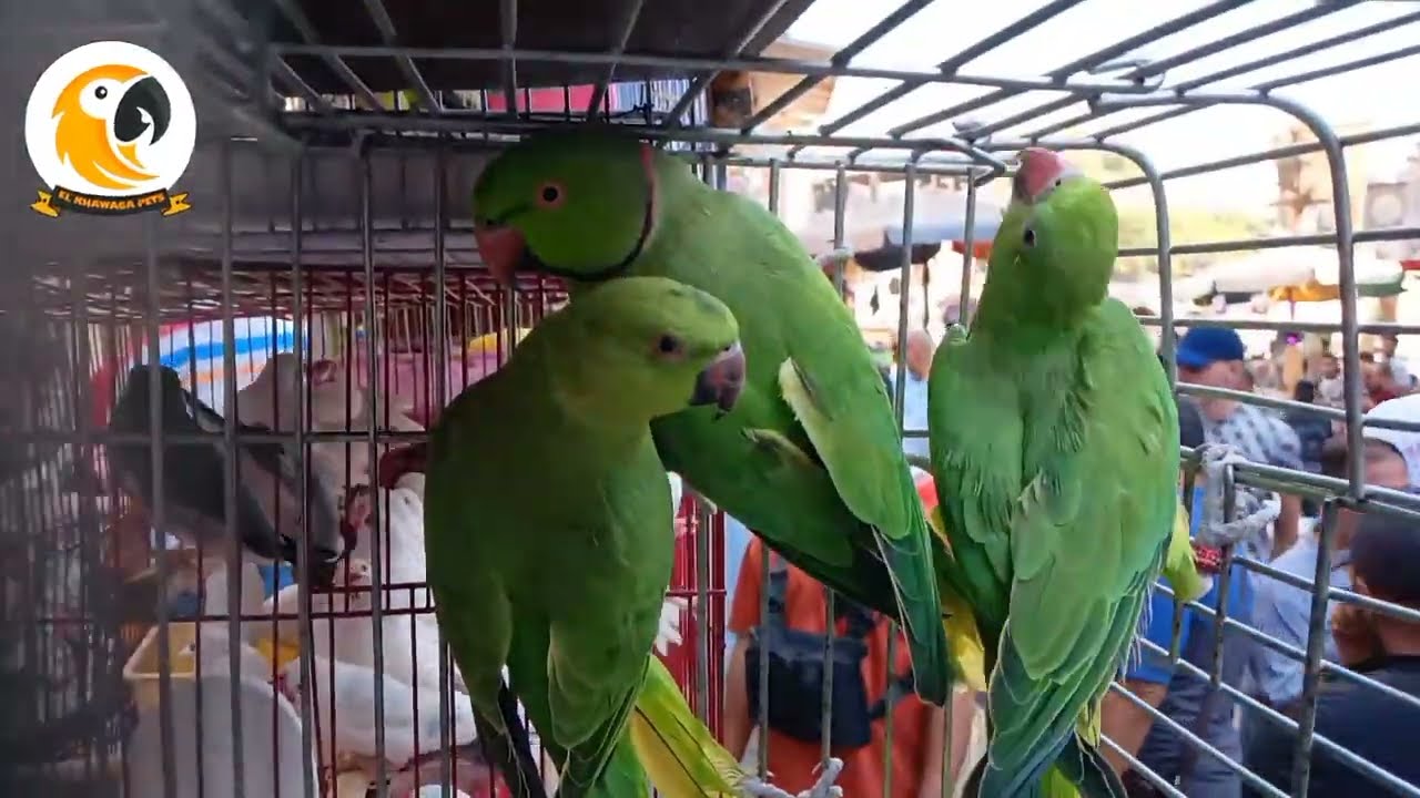 تفريخ ببغاء الدره الهندي ومعلومات مهم