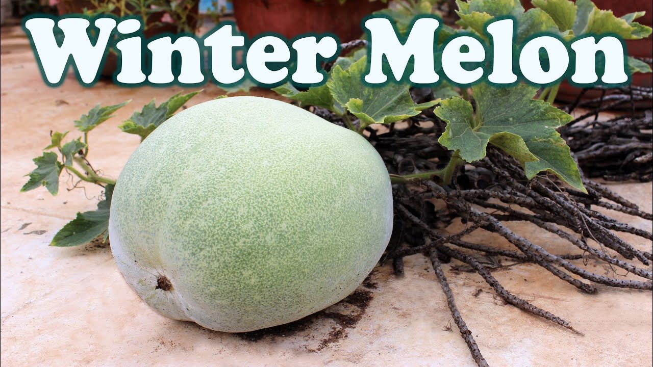 Winter Melon (Ash Gourd) - A Surprise In Terrace Garden