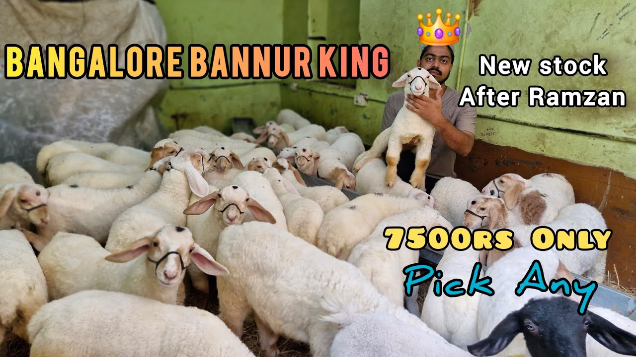 Bangalore Bannur King Shahid 99022 36542 Bannur Sheep At Wholesale Price