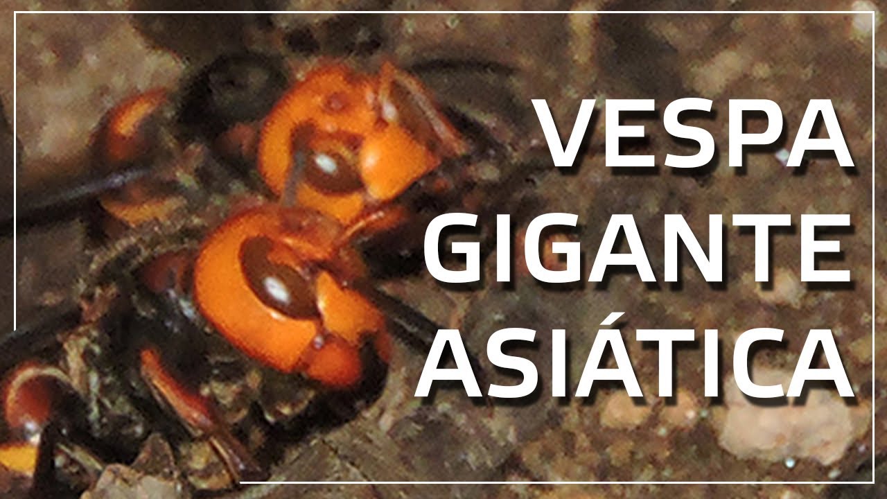 Encontrei um ninho de Vespa Gigante Asiática!