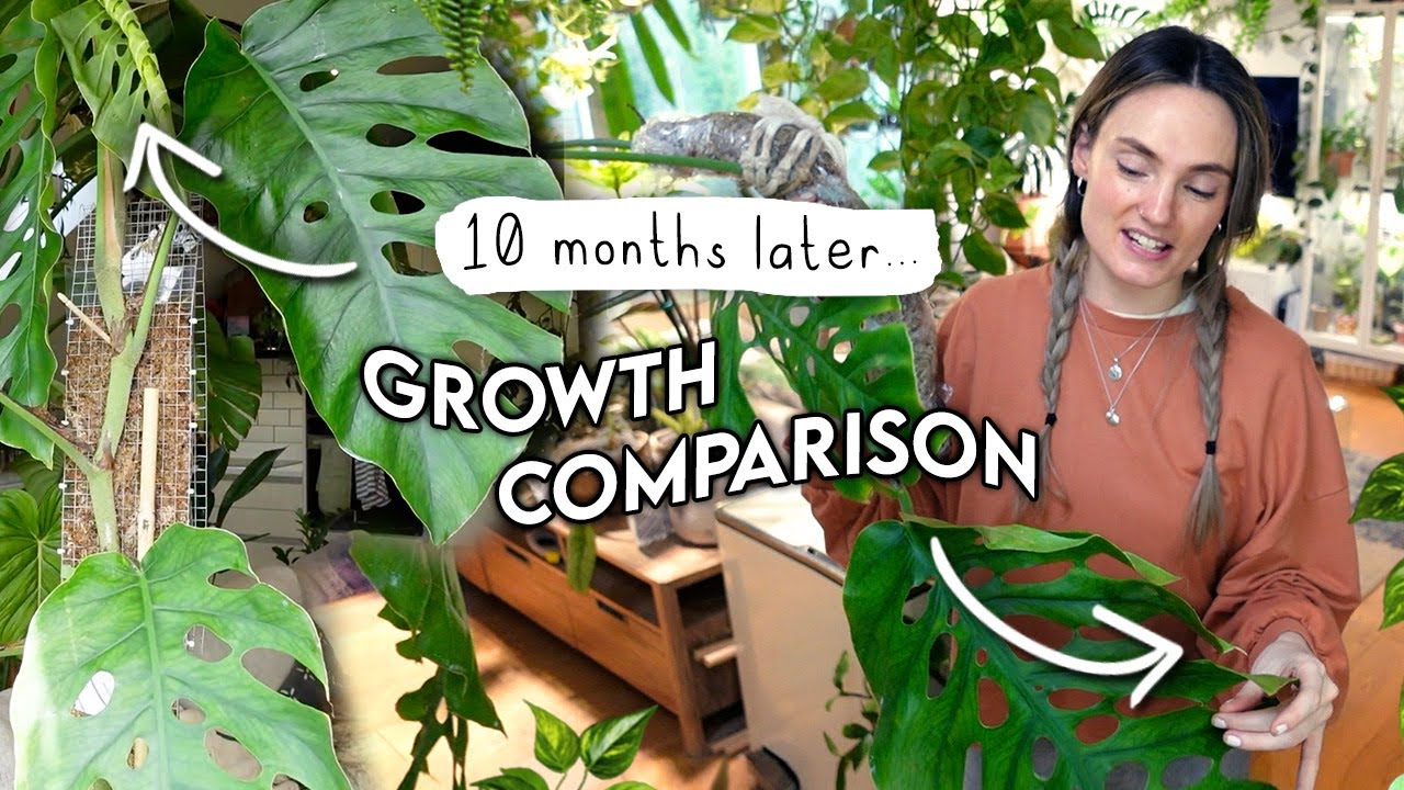 10 Month Before + After 🌱 Growth Comparison HOUSEPLANT EDITION