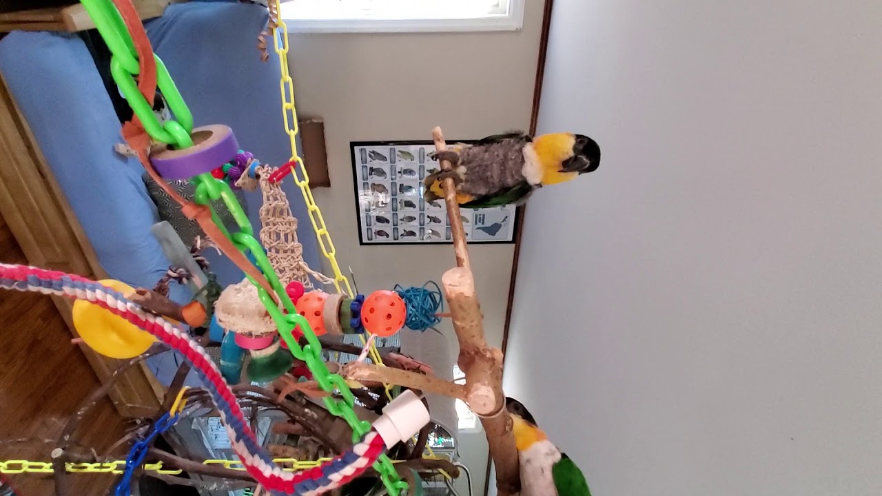 Happy caique Friday at the Meadow!!!
