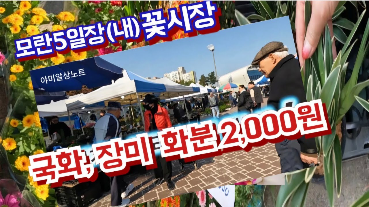모란오일장 내  거대  꽃시장!