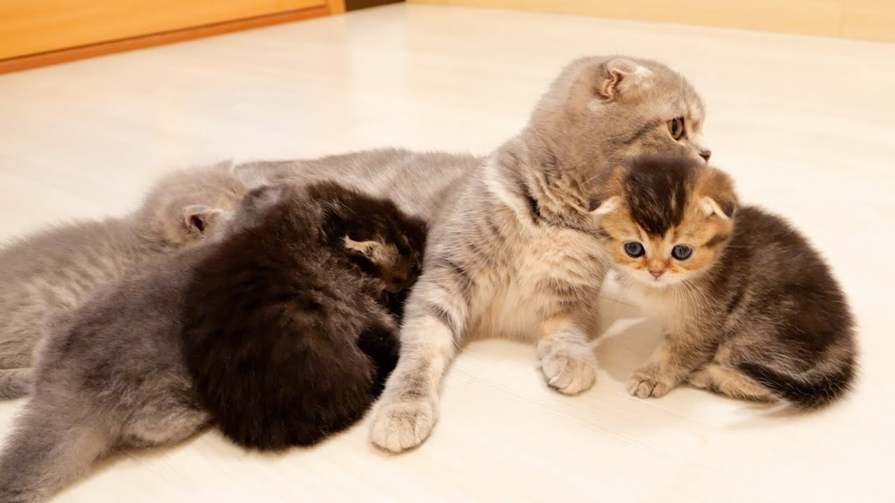 When the mother cat tells her it's time for milk, the kittens line up and wait their turn.