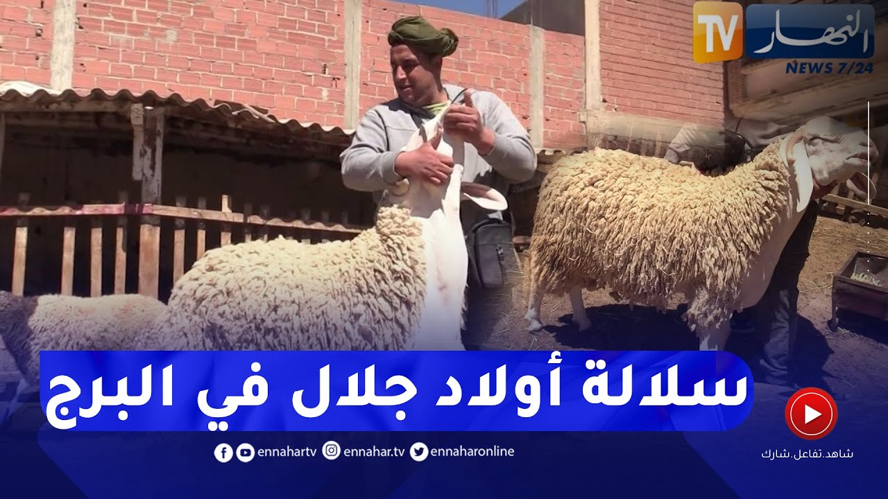 برج بوعريريج: موال يخوض تجربة الحفاظ على سلالة "أولاد جلال" خارج محيطها