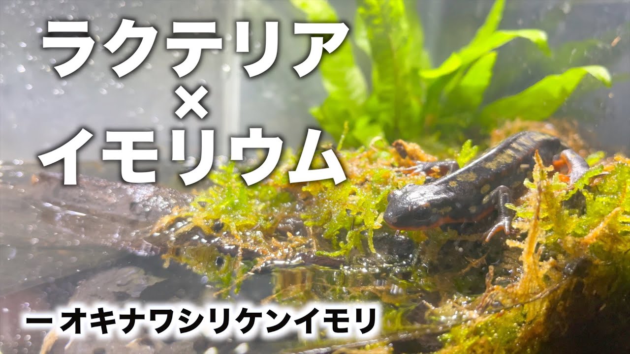 ラクテリアで雑にイモリウムを始める【オキナワシリケンイモリ】