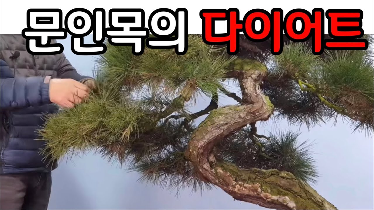 분재관리 270강 명품 문인목 소나무의 다이어트