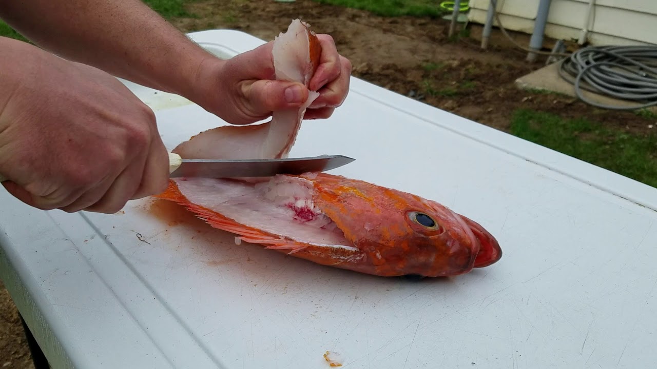 How to fillet or clean a rockfish