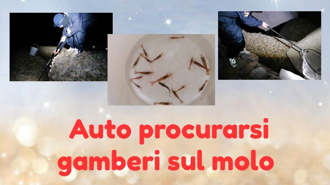 Gamberi sul molo, tecnica n1 su come auto procurarserli