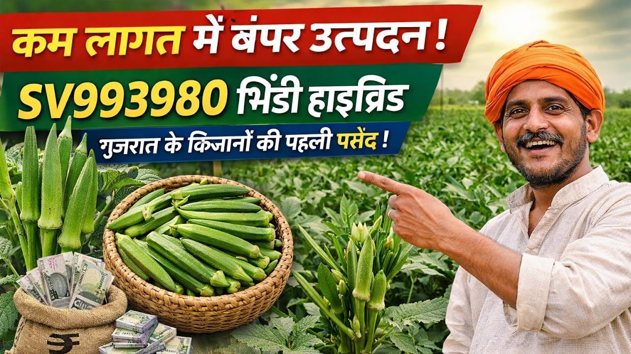 कम लागत में अधिक उत्पादन | SV993980 भिंडी हाइब्रिड | गुजरात के किसानों की पहली पसंद #agriculture