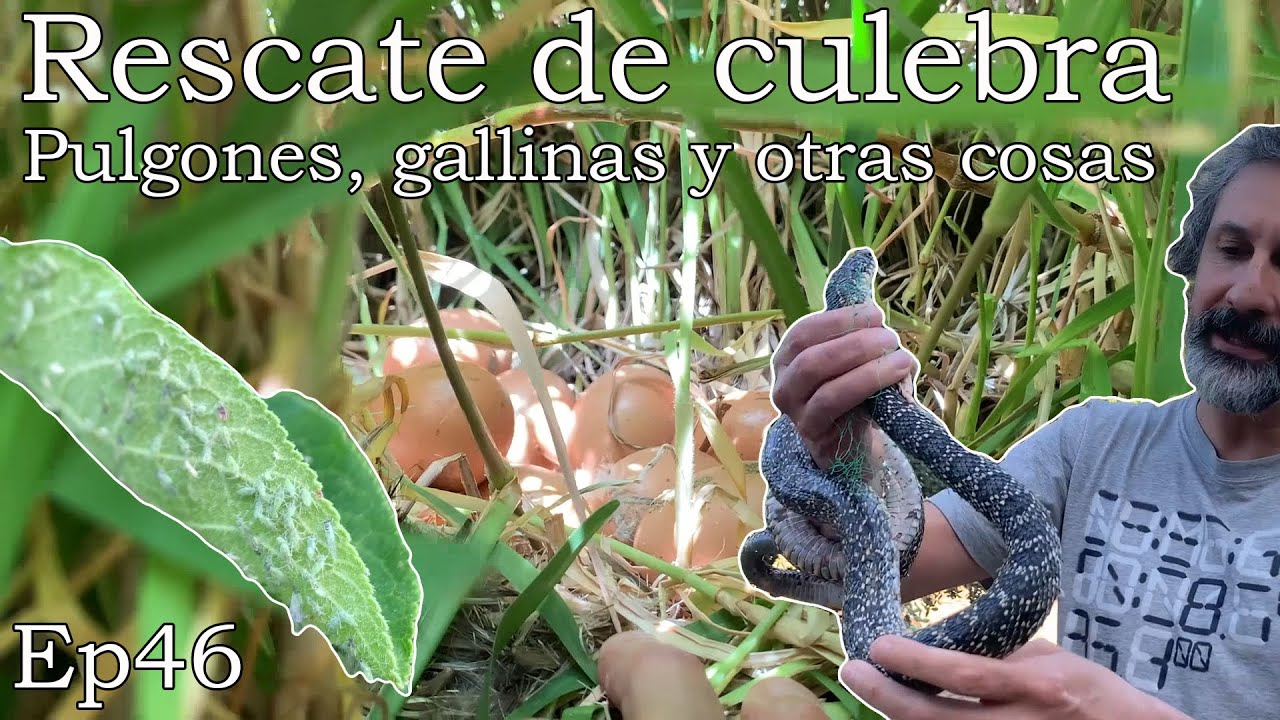 Rescate de CULEBRA de herradura. Insecticida para PULGONES. Gallinas cluecas.
