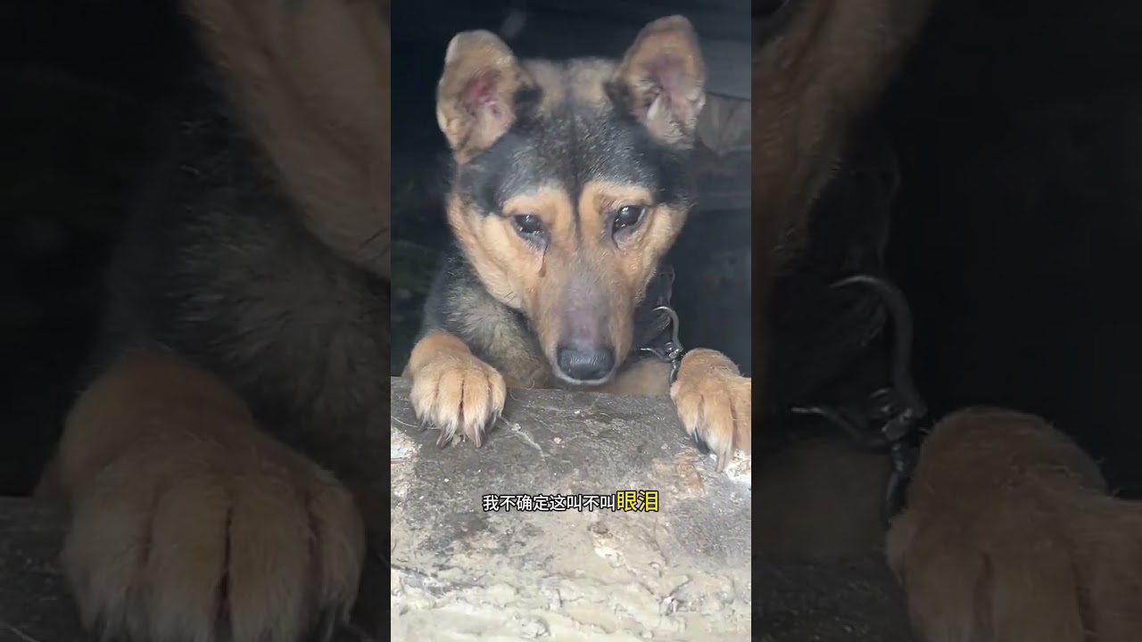 A life tied by a rope Little Black in the woodshed. The video might be a bit harsh. Babies