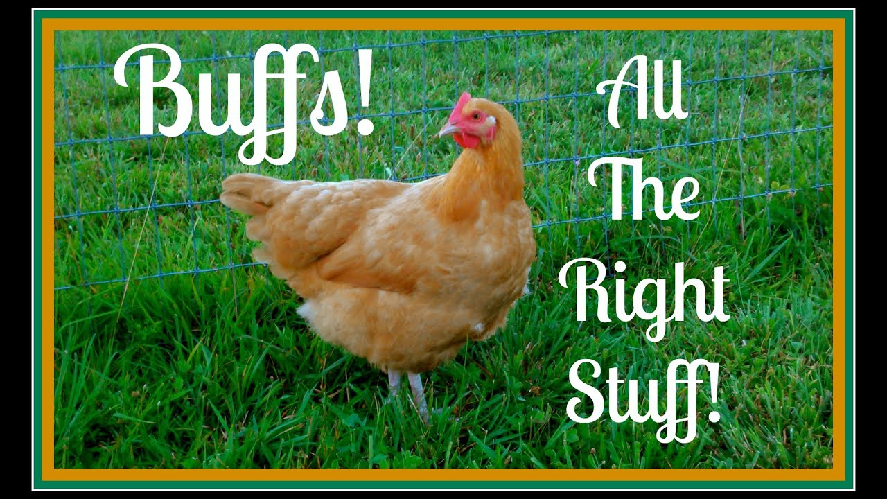 Buff Orpingtons! All The Right Stuff!~