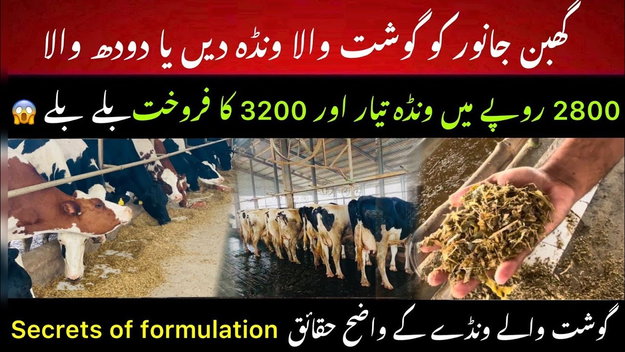 Gosht aur milk wala wanda II Cheap wanda formula 2025 II Secrets of feed formulation I Dr. Muzzammil