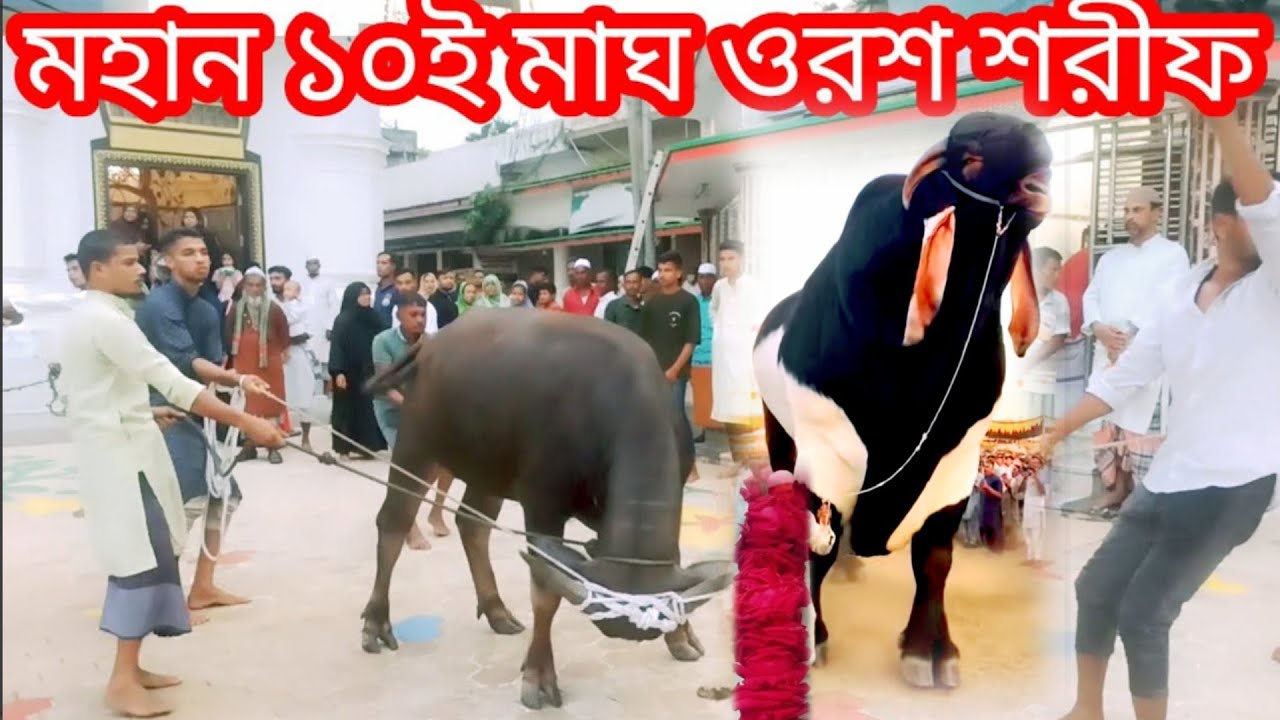 মহান ১০ই মাঘ ওরশ শরীফ | সৈয়দ আহমদ উল্লাহ কেবলা কাবা মাইজভান্ডারী | গাউছিয়া হক মনজিল মাওলা হুজুর ২০২৬