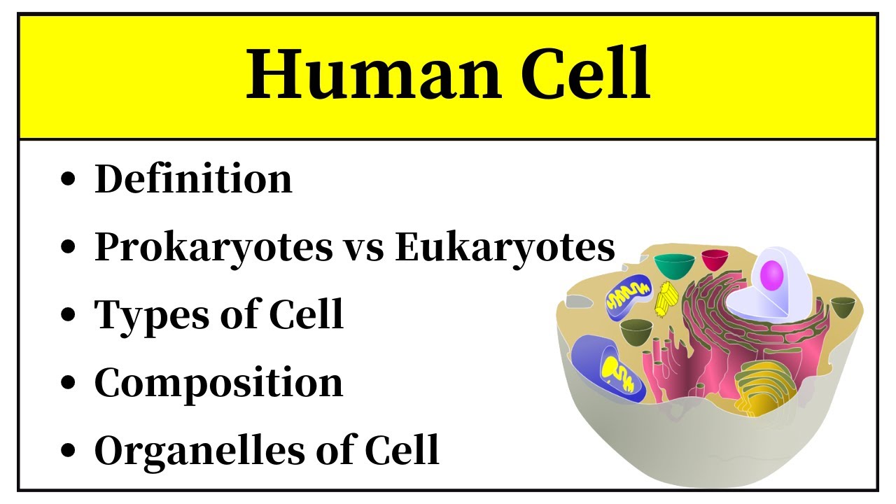 Human Cell Anatomy And Physiology In Hindi || Prokaryotic And Eukaryotic Cells In Urdu
