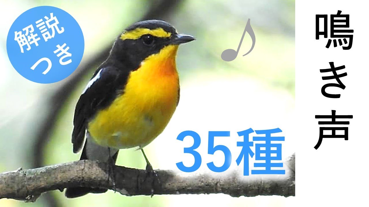 【春～初夏】鳥の鳴き声35種 (さえずり)