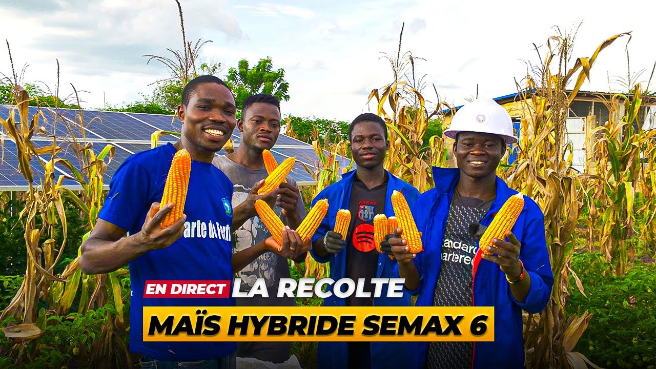 UNE RECOLTE spectaculaire avec le maïs hybride SEMAX 6 !