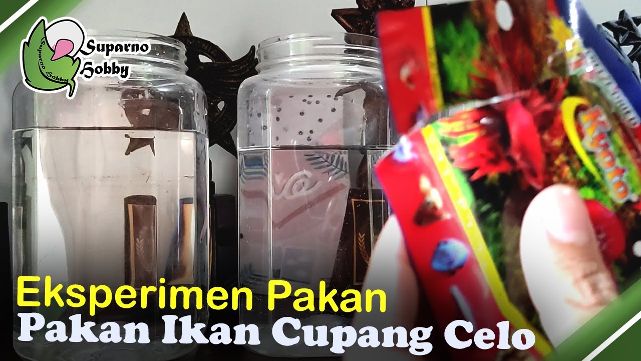 Pakan Cacing Sutra Vs Cacing Kering Vs Pelet Untuk Ikan Cupang Dalam Seminggu