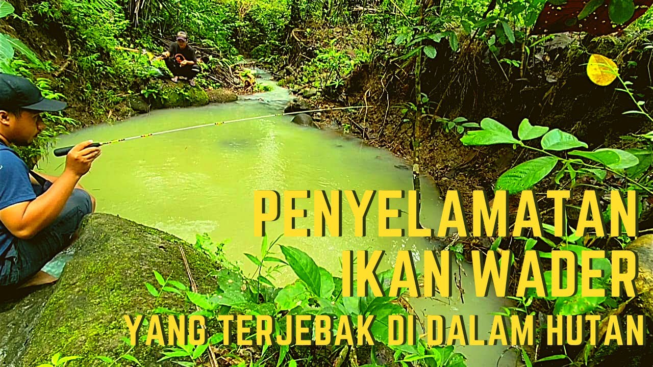 PETUALANGAN MENYELAMATKAN BABON IKAN WADER YANG TERJEBAK DI HUTAN | MICRO FISHING INDONESIA
