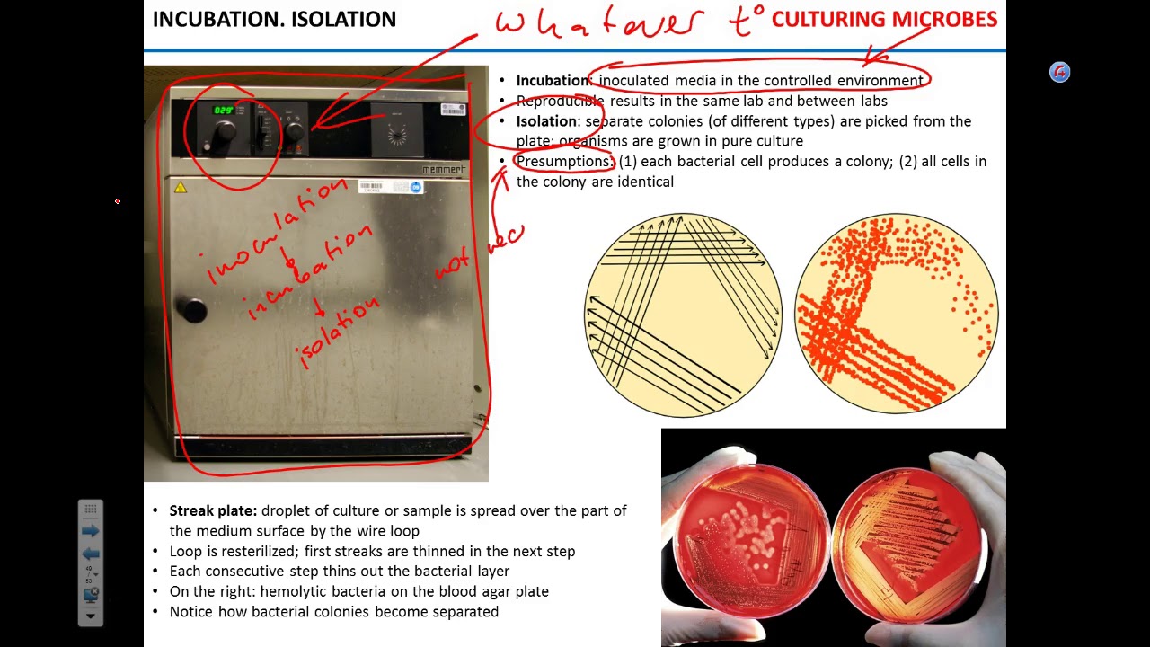 Isolation and identification