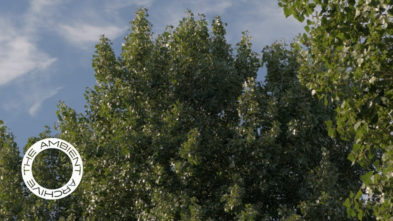 Relaxing Summer Evening in a Los Angeles Park - Urban Soundscape for Virtual Daydreaming