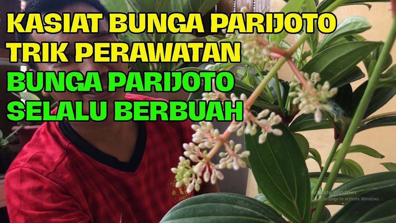 bunga parijoto [ tanaman langka [ cara merawat bunga parijoto