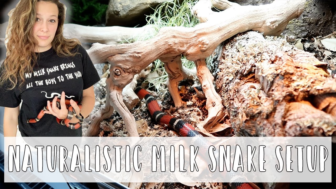 Setting up a Naturalistic Milk Snake Enclosure // Reptihomes enclosure