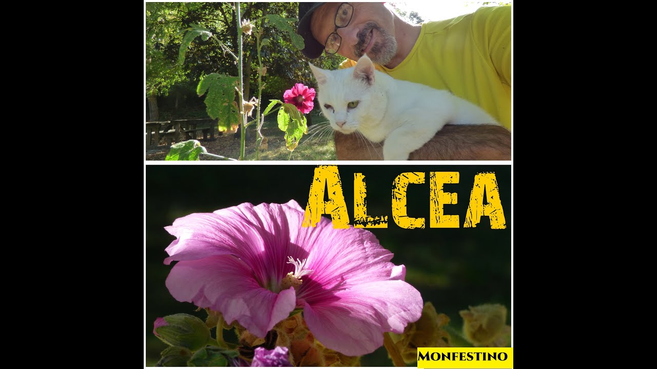 Alcea la pianta pi&ugrave; facile da coltivare + fiori bellissimi! #giardinaggio #tutorial #gardenersworld
