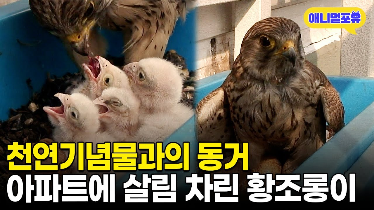 우리 집에는 천연기념물이 산다?! 아파트 베란다에 사는 황조롱이 가족ㅣKBS 환경스페셜 071212 방송
