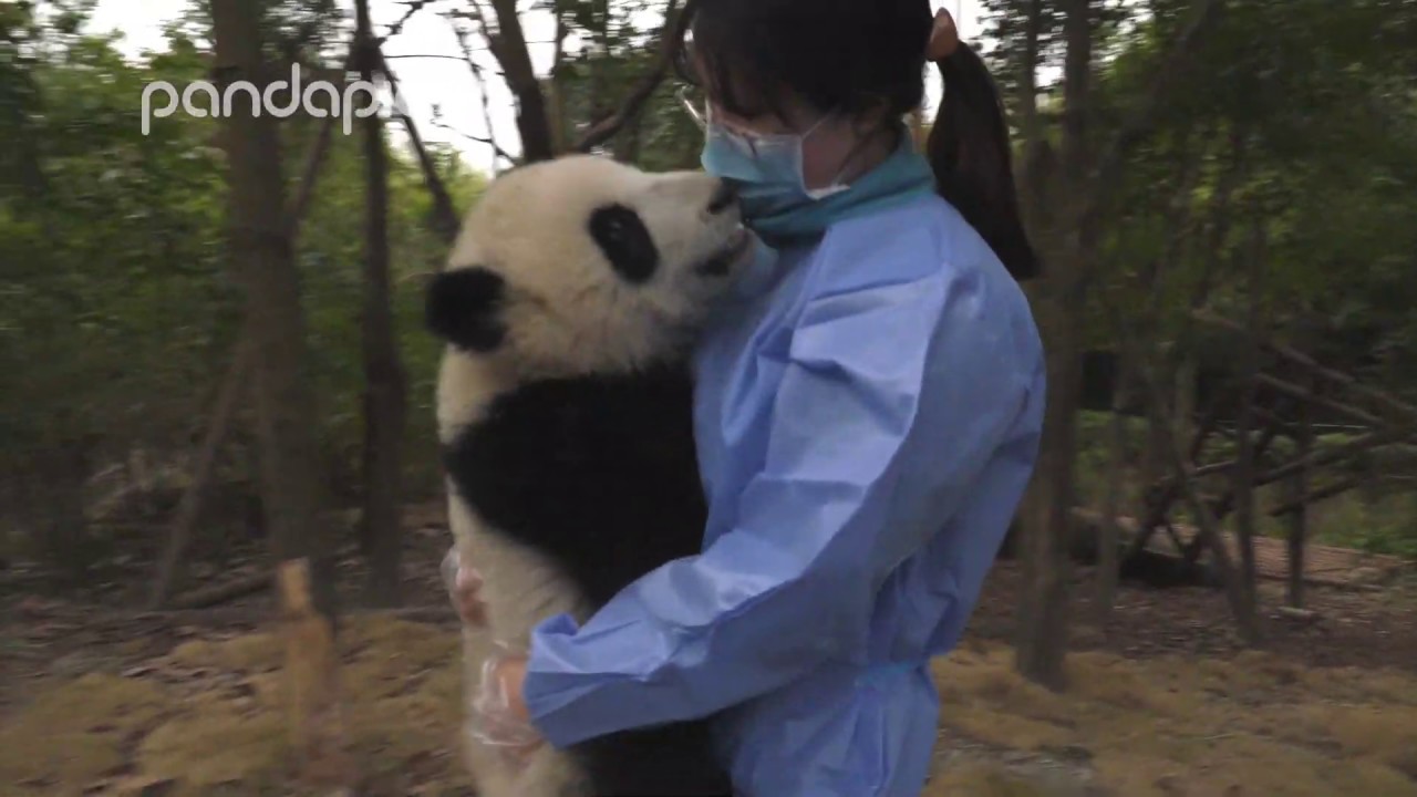 Nanny rescues panda from tree