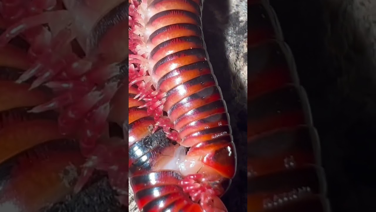 MILLIPEDE MATING BEHAVIOUR!! Centrolobus splendidus