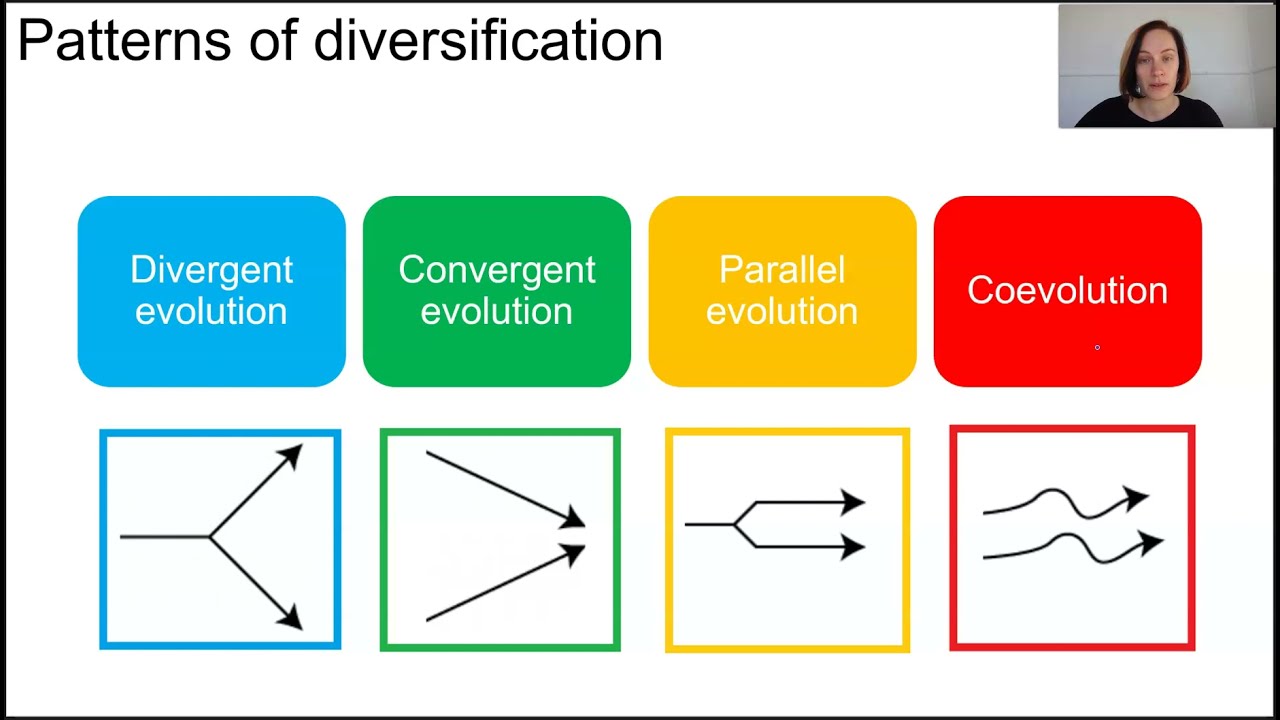 Patterns of evolution