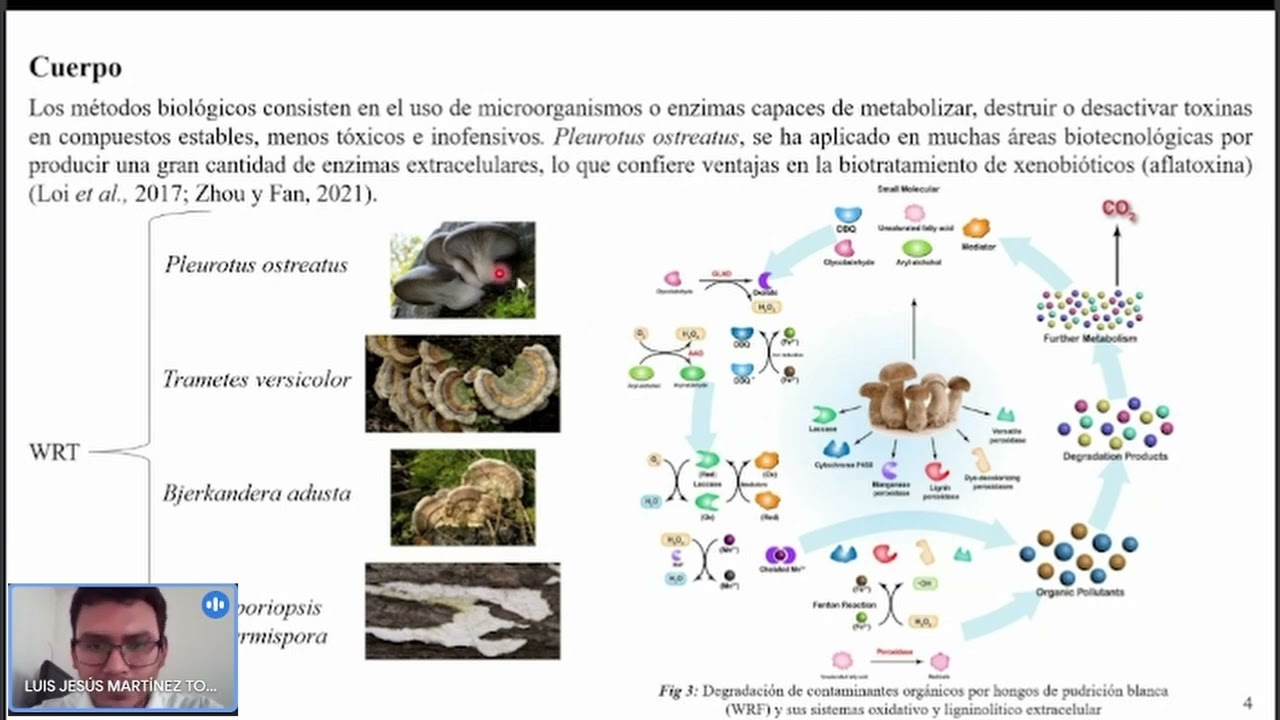 ENZIMAS LIGNINOLÍTICAS DE HONGOS DE PUDRICIÓN BLANCA COMO PROTAGONISTAS EN LA BIOREMEDIACIÓN