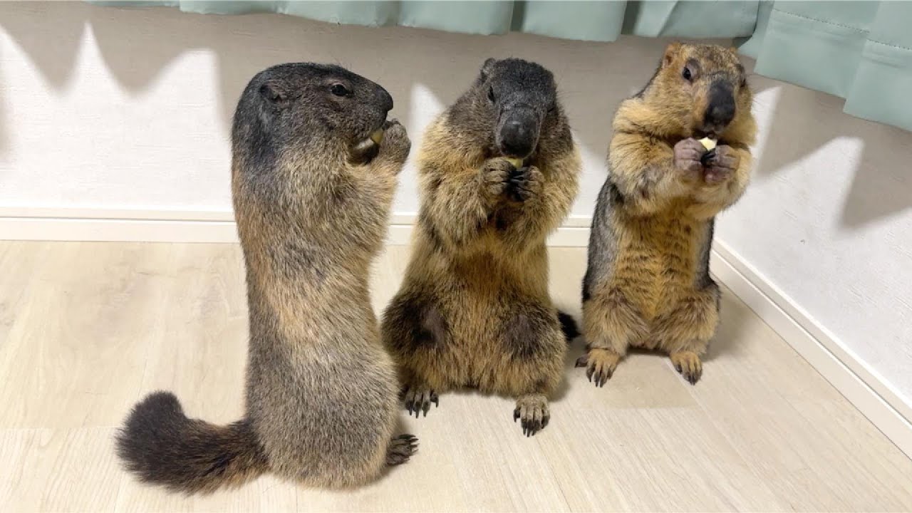Three friendly marmot brothers! / Announcement