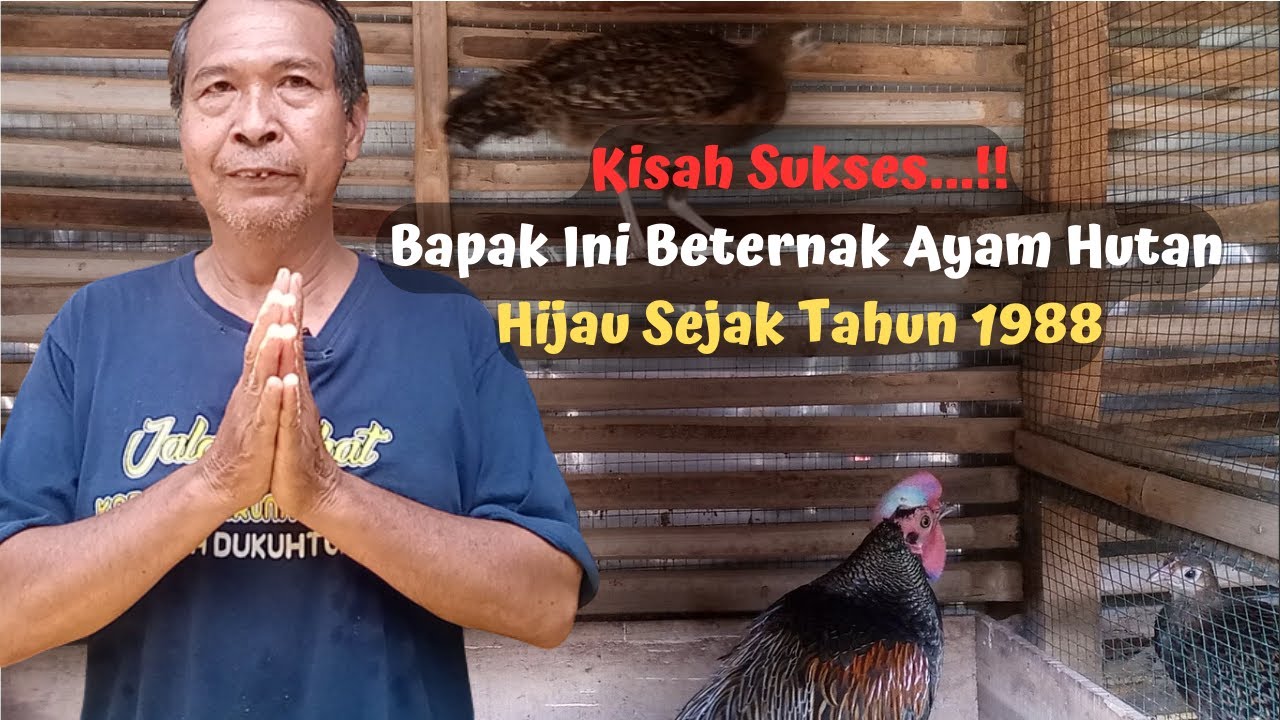 Dari Beternak Ayam Hutan Hijau Mampu Membeli Sepeda Motor Kisah Sukses Peternak Dari Bumiayu