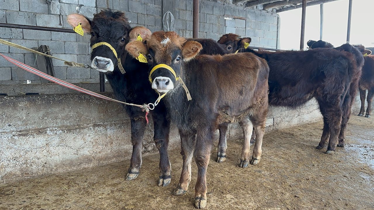 YANADA SIFATLI CHIROYLI HUNOJINLAR✅SAROY ARZONCHSI YENGIL QO’YDILA