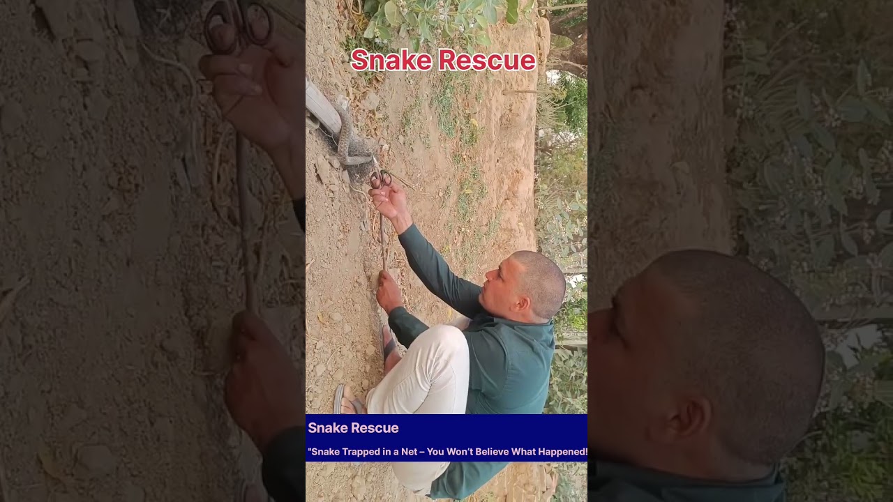 "Snake Rescue | From Fear to Freedom  | Net Trapped Snake Saved" 