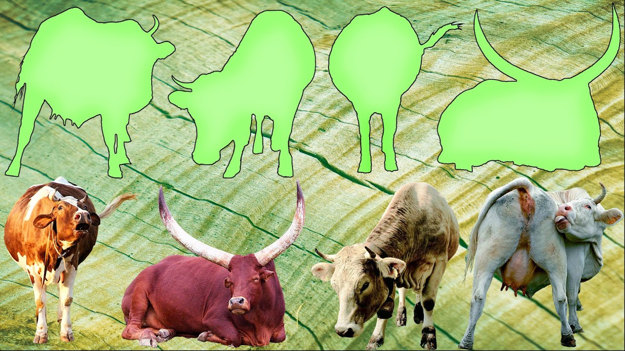 CUTE ANIMALS Funny Cows, Watussi, Swiss, Montbéliarde, Domestic 귀여운 동물 웃긴 소