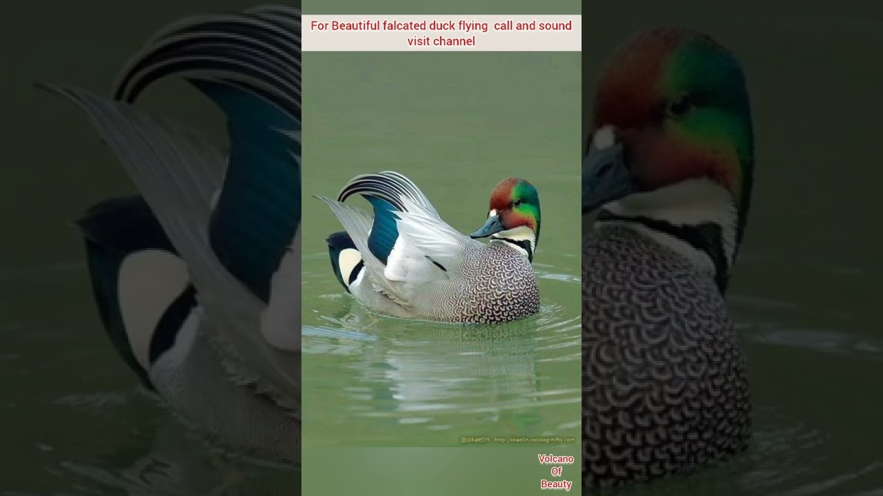 For Beautiful falcated duck flying  call and sound visit channel / volcano of Beauty