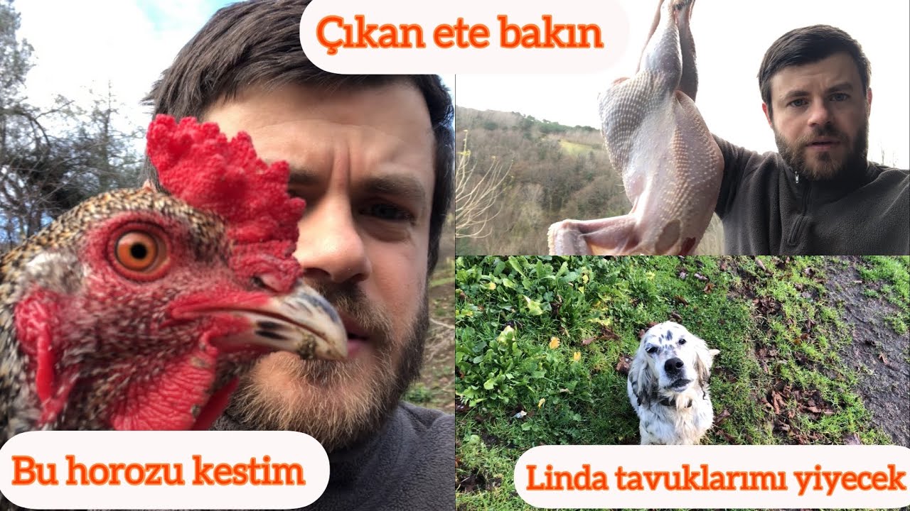 Horozdan çıkan ete bakın/Linda tavuklarımı yiyecek(Horoz kesimi)