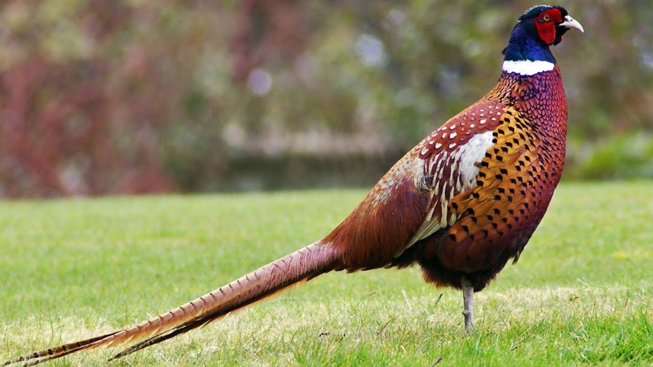 Ring-necked Pheasant | Strikingly Handsome Gourmet Fare