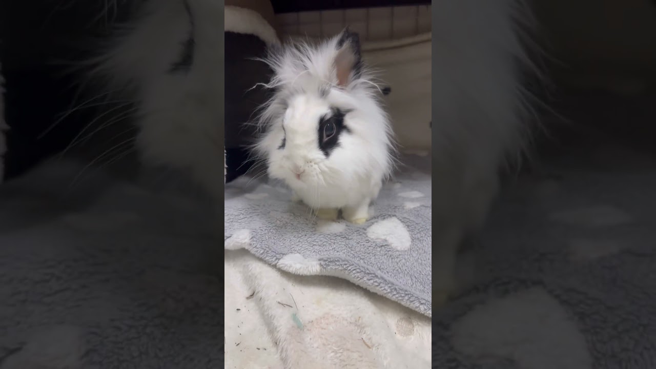 Nasza rutyna 🐰 #królik #króliki #króliczek
