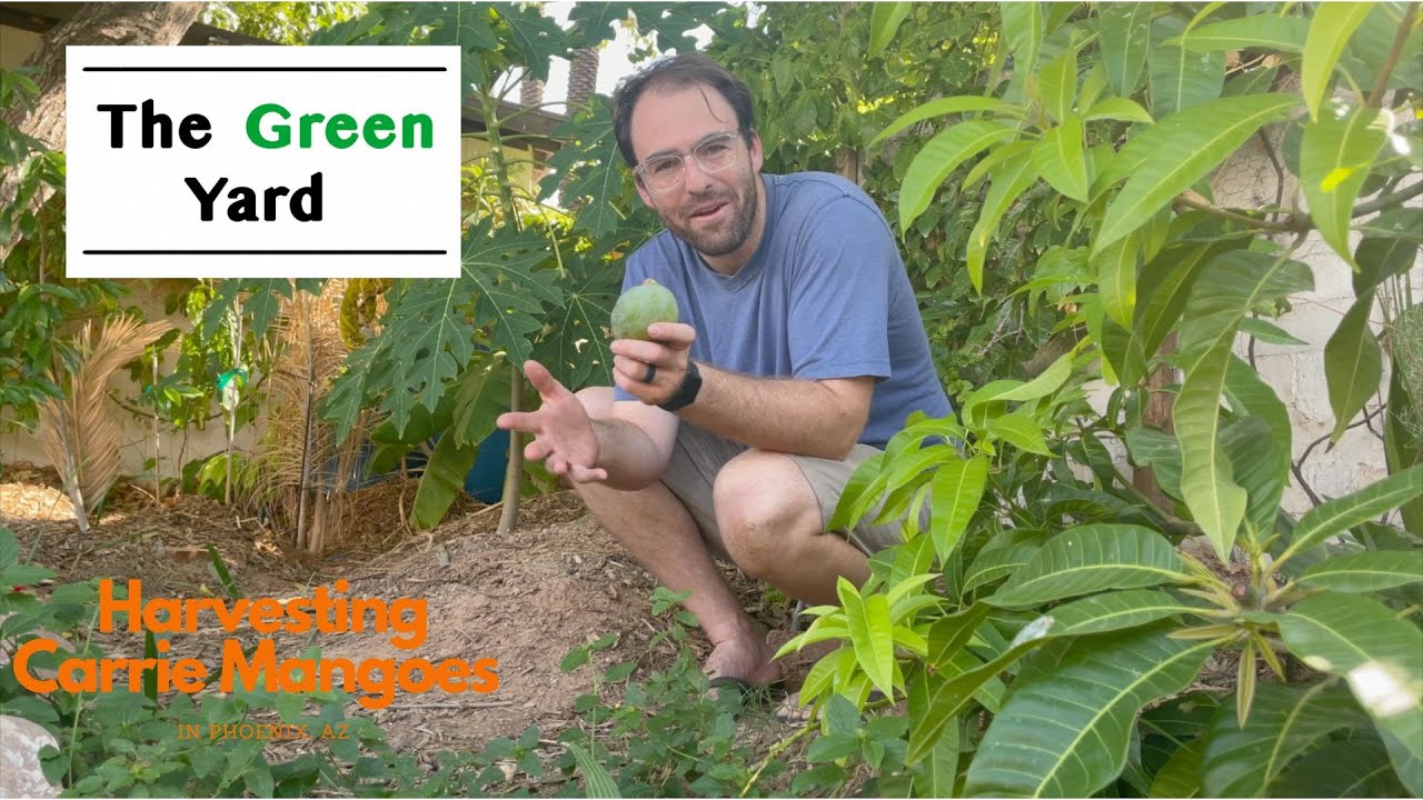 Harvesting Carrie Mangoes in Phoenix, AZ (First Mangoes, Super Delicious!!!)