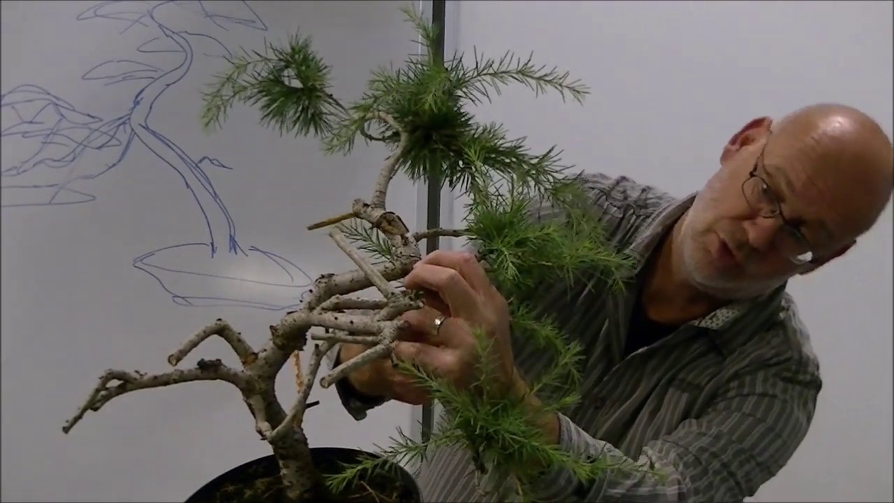 Cedrus deodara