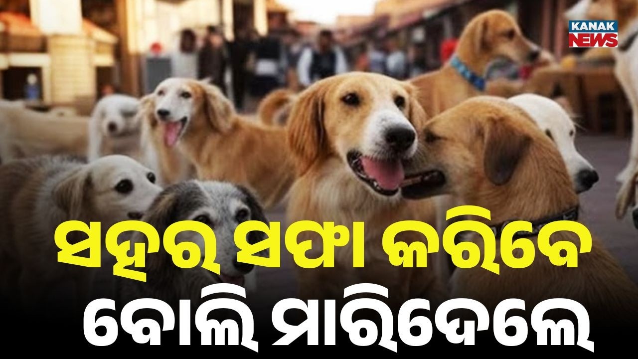 Morocco Accused of Killing 3 Million Dogs Ahead of FIFA World Cup 2030