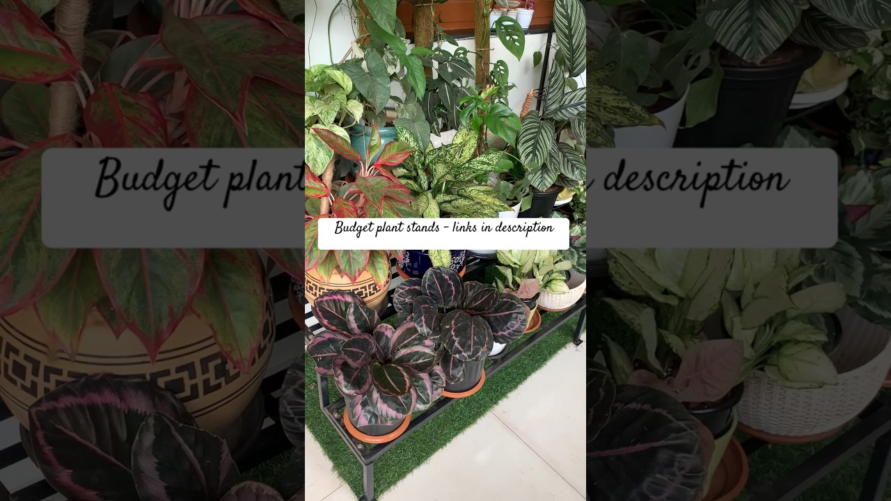 Meesho plant stands| ideas for small balcony India | meesho plant stand  review