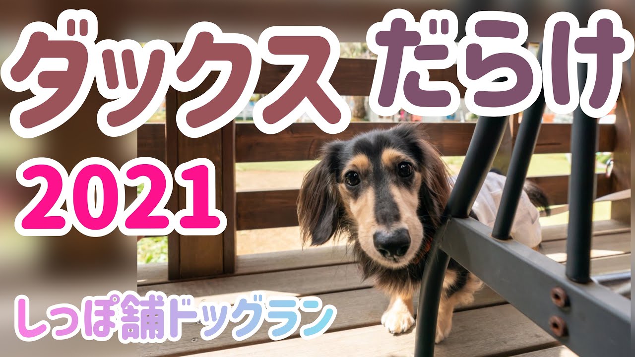 ダックスだらけ2021【しっぽ舗】犬種別オフ会って何するの？