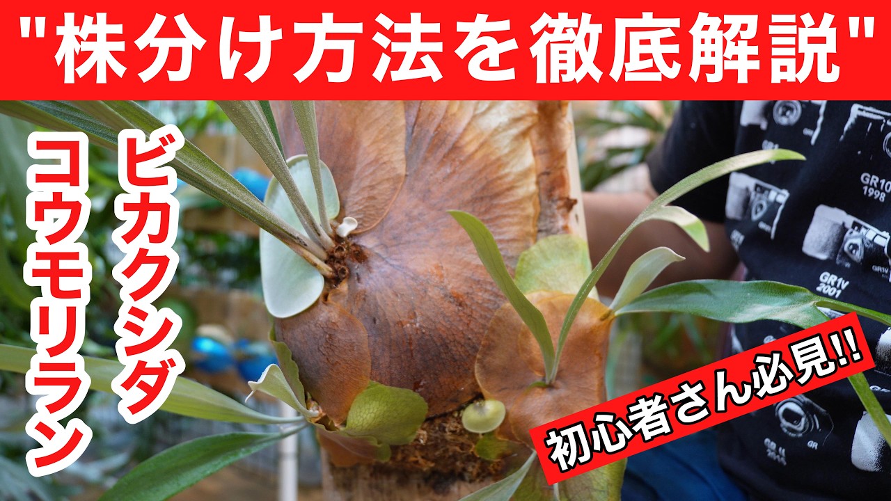 【徹底解説】ビカクシダ・コウモリランの株分け方法